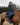 Women's Bronte Riding Coat | Removable Hood | Navy